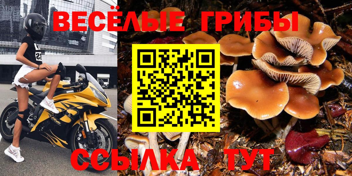 Городец  Псилоцибиновые грибы Psilocybe  Псилоцибиновые грибы прущие грибы  Вход с VPN 